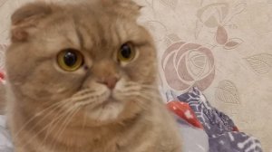 Дружба кошки и собачки.Они снова вместе ❤️