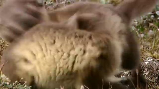 BBC Дикая природа России - Арктика