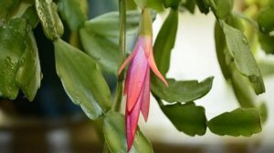 Декабрист цветок — как посадить и ухаживать