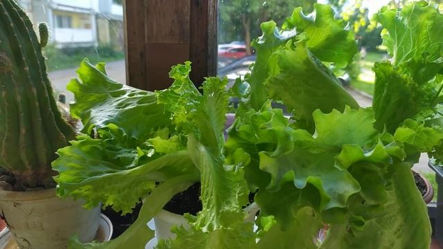 Пересаженный "салат в горшочке" из магазина... смотреть онлайн