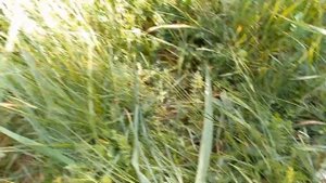 Грибалка в Феодосии. Май 2023.