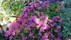 ПРОГУЛКА ПО САДУ.ПРОДОЛЖАЮ ВЕСТИ ОБЗОР МОИХ ЦВЕТНИКОВ И КЛУМБ. ОБЗОР УЧАСТКА №4.