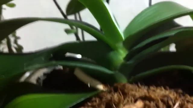 Воскресный обзор ОРХИДЕЙ после ПОЛИВА смотреть онлайн