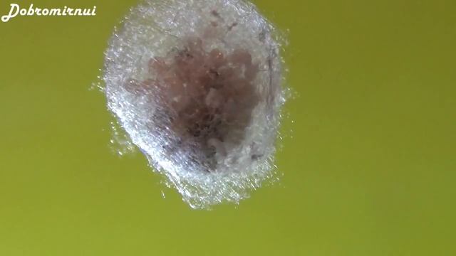 Кокон паука - есть в нём что-то завораживающее и волшебное... смотреть онлайн