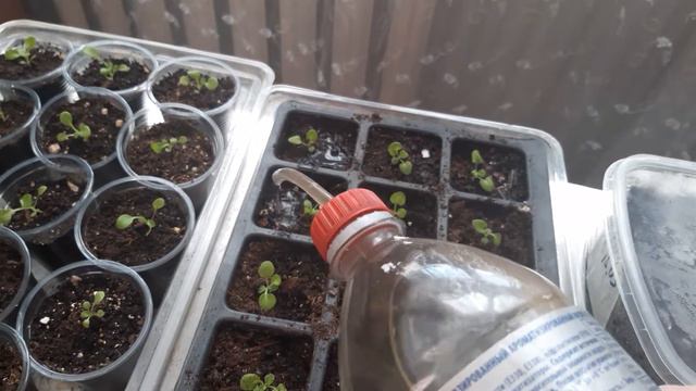 отличный укоренитель для петунии смотреть онлайн