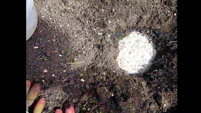 Посадка помидоров в теплицу - сажаем томаты из рассадных ящиков