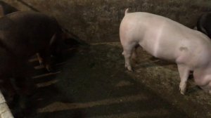 Свиньи породы КБ элитная и Дюрки в чистоте