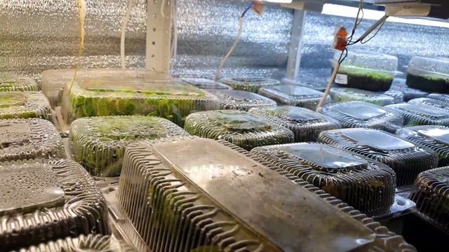 КЛУБНИ СЕЯНЦЕВ 6...7 месяцев . БУТЕРБРОДНАЯ ФЕРМА РАСТЕТ. НУЖНА ПАРА РУК , У КОГО ЕСТЬ?? 3.12.21 смотреть онлайн