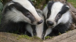 Барсук самый педантичный обитатель леса.