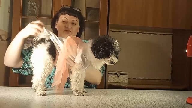 Как сделать одежду для собак из детских вещей. #лайфак от благотворительного проекта #этоМЫнск