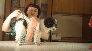 Как сделать одежду для собак из детских вещей. #лайфак от благотворительного проекта #этоМЫнск