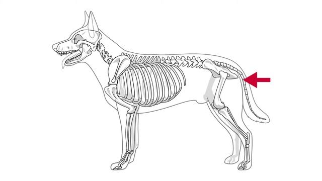 SunTech Vet30: Измерение температуры смотреть онлайн