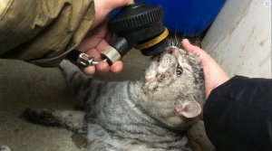 Пожарные откачали кота, найденного после тушения пожара в жилом доме