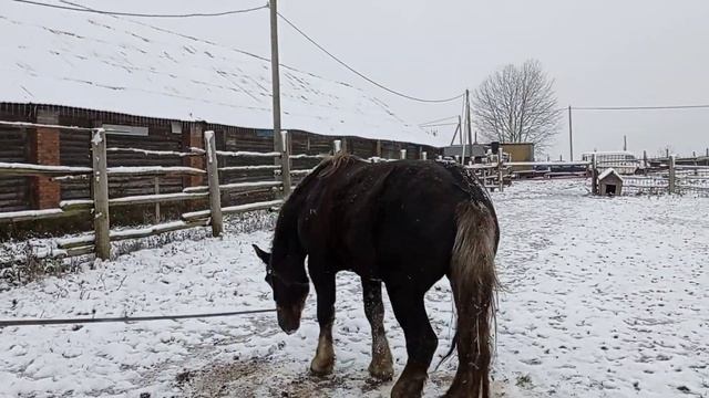 #жеребец# Никонор# вывел жеребца на прогулку смотреть онлайн