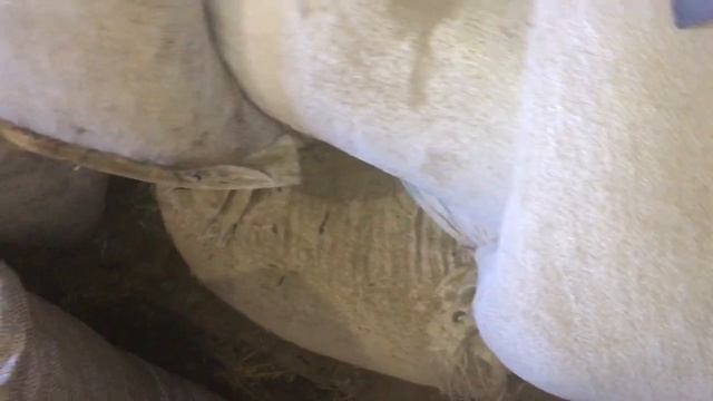 Влагомер Для Зерна! Moisture Meter For Corn! смотреть онлайн