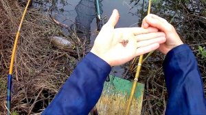 Весенний карась поплавочной удочкой на червя