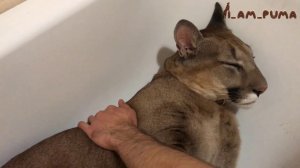 Как настроить кота. Практическое руководство. How to set up a cat. Practical guide.