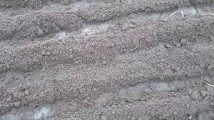 Сидерат фацелия. Высаживаем в августе.Часть I