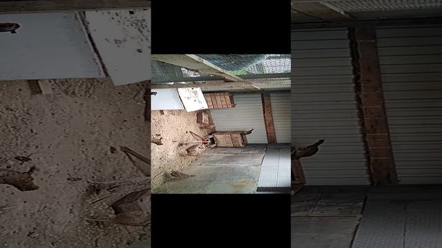 VID_20240610_173100.mp4