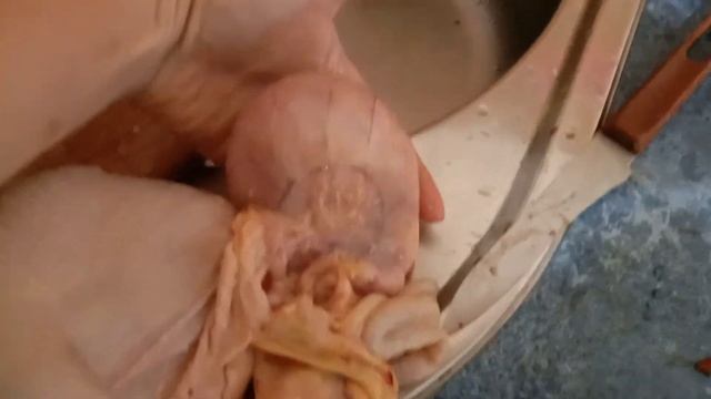 Патология яйцевода у курицы или что это такое??Убрать или лечить... смотреть онлайн