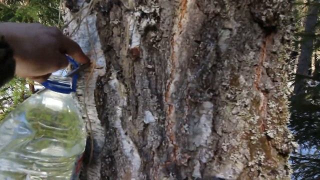 Сбор берёзового сока смотреть онлайн