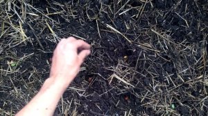 Секреты высадки лука севка. Как вырастить крупный здоровый лук
