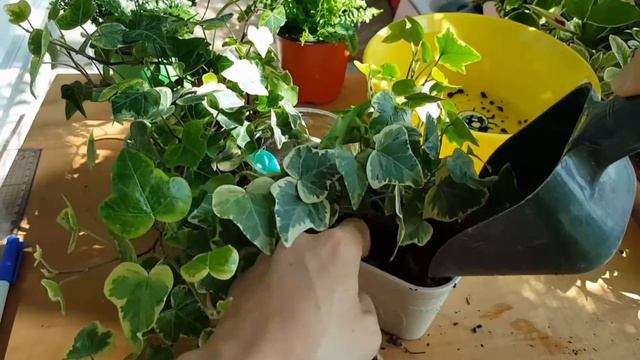 쉽게 물주는 행잉플랜트 만들기 Watering Hanging Plants easily смотреть онлайн