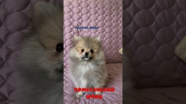 Выбираем щенка померанского шпица, мальчик шпиц и девочка шпиц
