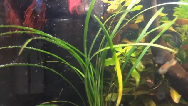 Гуппи Эндлера, вишни и петух в 20 л. смотреть онлайн