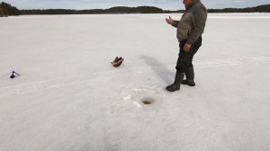 Чумовая рыбалка на лесном озере в Карелии с #FishingKarelia день 3