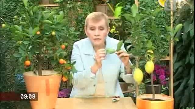 лимон.flv смотреть онлайн