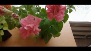 Петуния махровая Дуо F1 Нежно-розовая. Семена Алтая.