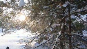 Охота на боровую дичь в феврале 2024г.