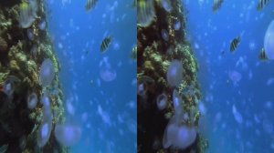 Sharks in Real 3D - LG Cinema 3D (My Favorite 3D Video)