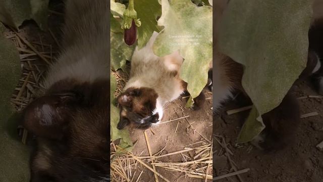 В теплице поселился соседский котик. Замурчательный сосед