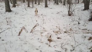 Умка сбежала. Думал что не найду.