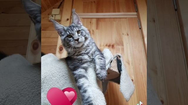 выпускник❤❤❤