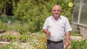 СКАЖИ СТРЕССУ НЕТ. Целебный Ромашковый Чай. Польза ромашкового чая.