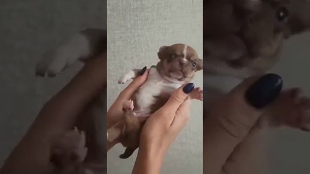 #питомник_чихуахуа #екатеринбург #щенкичихуа # смотреть онлайн