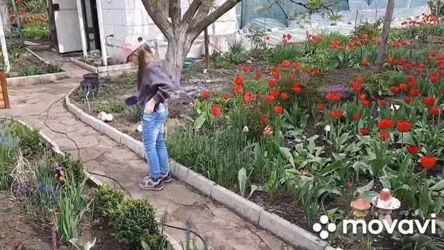 Цветут сады в Славянске.Общество садоводов им.Симиренко. смотреть онлайн