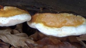 Roodgerande houtzwam - Fomitopsis pinicola