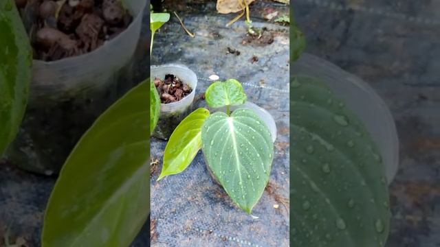 Philodendron glorious