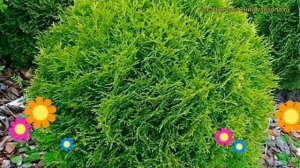 Туя западная Даника. Краткий обзор, описание характеристик thuja occidentalis Danica