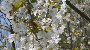 Дмитрий TV. Клип "Дождливая весна". На песню Дельфина "Весна".