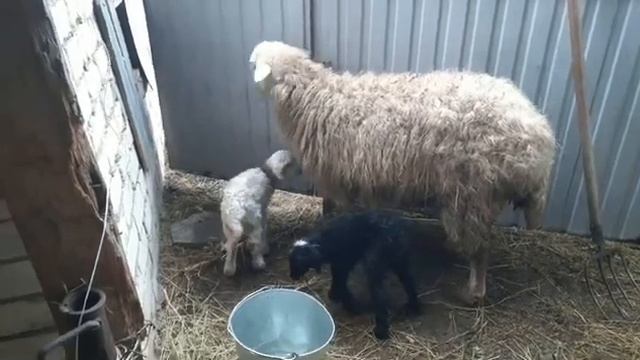 Ягнята.2 день. Пропущенные кадры. смотреть онлайн