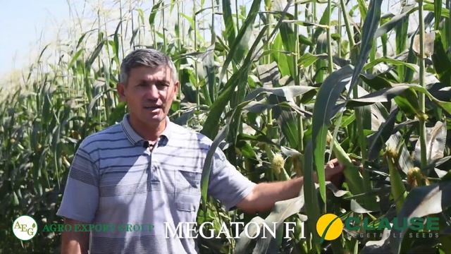 100 миллион сўм даромад 100 кунда. Ширин макка Megaton F1 / AGRO EXPORT GROUP смотреть онлайн