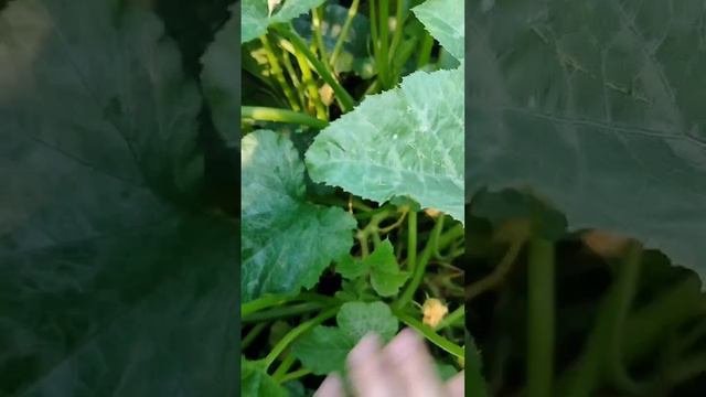 Приехали на дачу