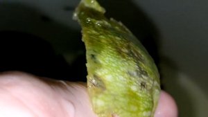 Анциструс (Ancistrus dolichopterus) / Инкубация икры/ Кормление и развитие малька