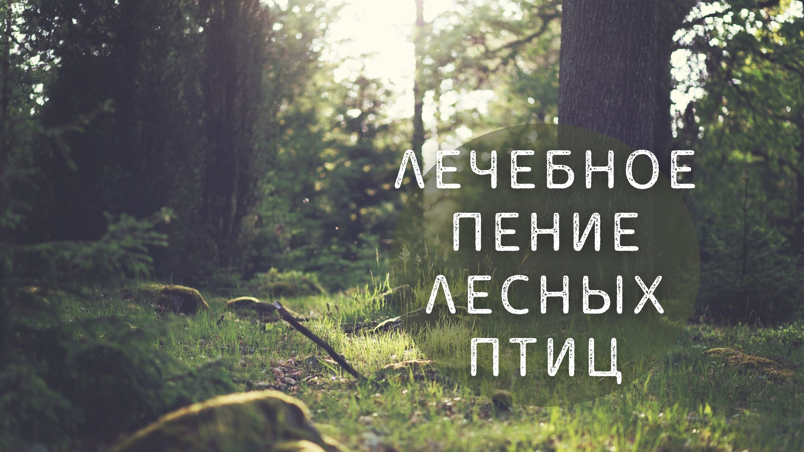 Лечебное пение лесных птиц |Лечение птичьим щебетом. Орнитотерапия. Звуки природы