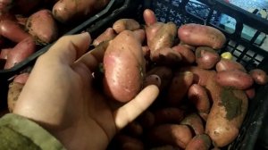 Копаем картофель мотоблоком, с помощью веерной картофелекопалки.